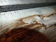 Macaria pinistrobata