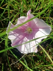 Convolvulus cantabrica