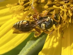 Nomada texana
