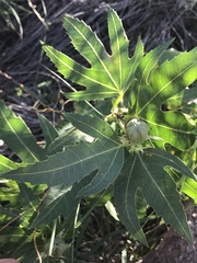 Jatropha macrorhiza