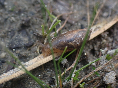 Succineidae