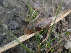 Succineidae