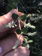 Aloysia