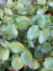 Epimediinae