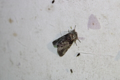 Macrurocampa marthesia