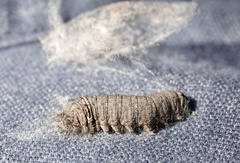 Apotolype brevicrista