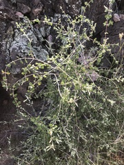 Aloysia
