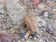 Ectobius pallidus