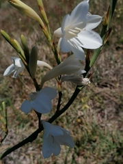 Watsonia borbonica