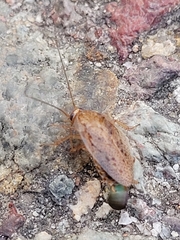 Ectobius pallidus