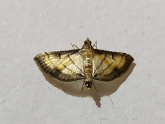 Cnaphalocrocis