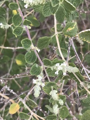 Aloysia
