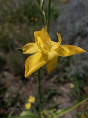Moraea ramosissima
