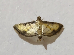 Cnaphalocrocis