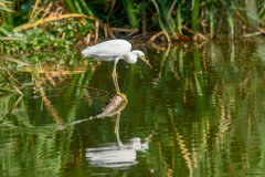 Egretta garzetta dimorpha