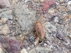 Ectobius pallidus