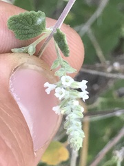 Aloysia