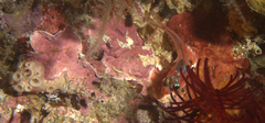 Apogon doryssa