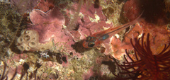 Apogon doryssa