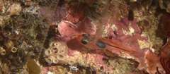 Apogon doryssa