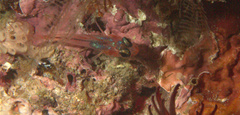 Apogon doryssa