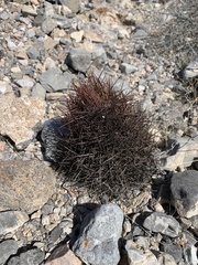 Echinomastus johnsonii