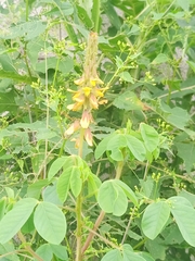 Crotalaria incana