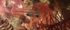 Apogon doryssa