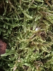 Hypnum cupressiforme