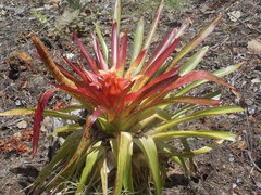 Tillandsia imperialis