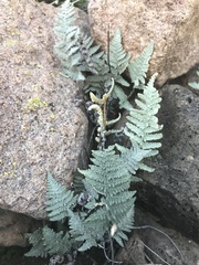 Myriopteris lindheimeri