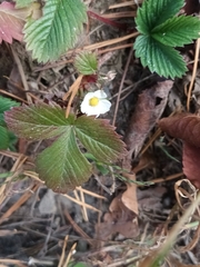 Fragaria vesca