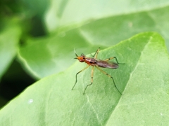 Telostylus