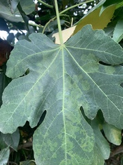 Fig mosaic emaravirus