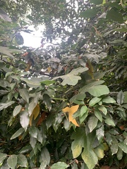 Fig mosaic emaravirus