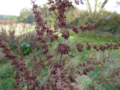 Rumex obtusifolius