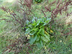 Rumex obtusifolius