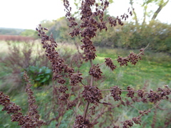 Rumex obtusifolius
