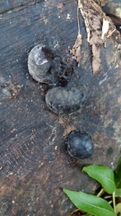 Daldinia concentrica