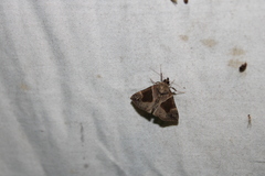 Hypena manalis