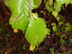 Corylus