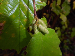 Corylus