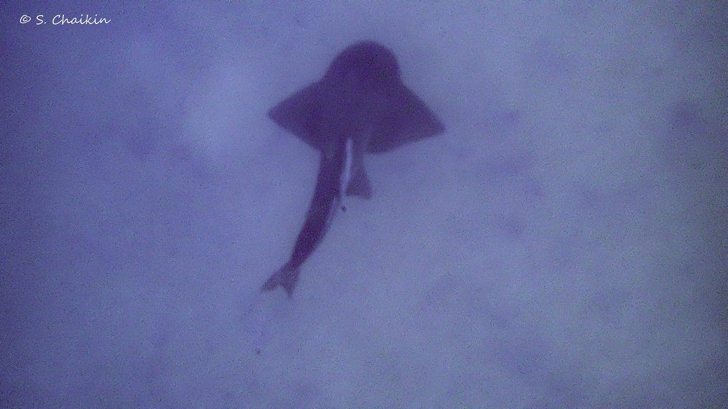 Bowmouth guitarfish seen from above, swimming over the seabed in hazy blue water, with a long shark-like tail