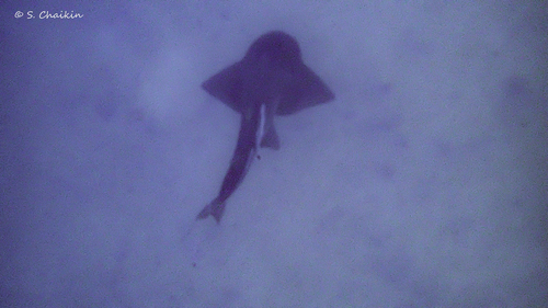 シノノメサカタザメ
