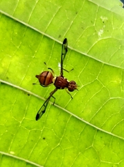 Zeugodacus cucurbitae