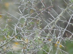 Sarcomphalus obtusifolius