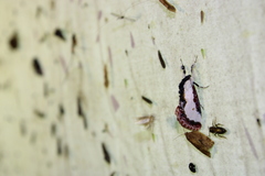 Eudryas unio
