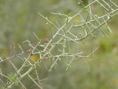 Sarcomphalus obtusifolius