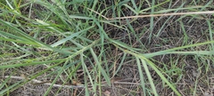 Eleusine indica