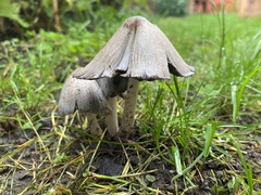 Coprinopsis atramentaria